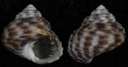 Gibbula cicer