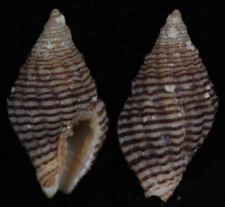 Engina astricta