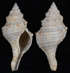 Fusinus ocellifer fma robustior
