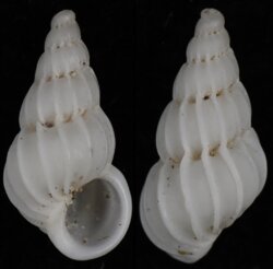 Epitonium unifasciatum