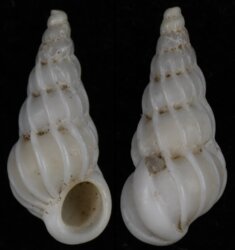 Epitonium unifasciatum