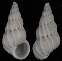 Epitonium unifasciatum