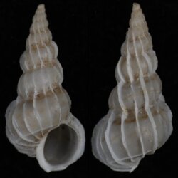 Epitonium albidum