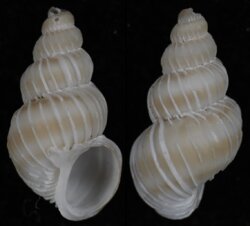 Epitonium tenellum