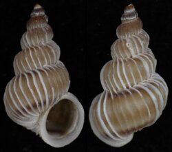 Epitonium tenellum
