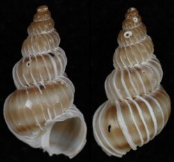 Epitonium tenellum