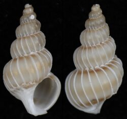 Epitonium tenellum