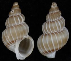 Epitonium tenellum
