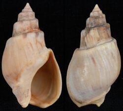 Buccinanops cochlidium