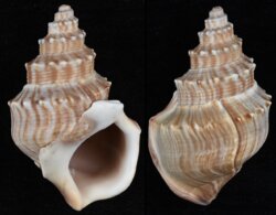 Struthiolaria papulosa