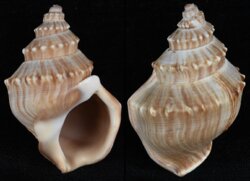 Struthiolaria papulosa
