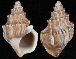 Struthiolaria papulosa