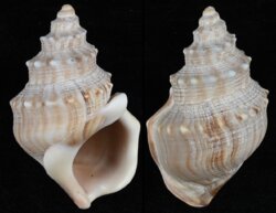 Struthiolaria papulosa