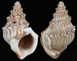 Struthiolaria papulosa