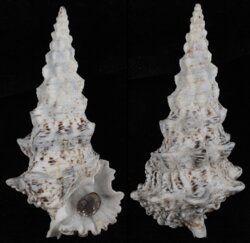 Cerithium nodulosum