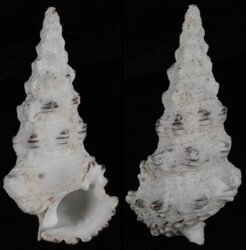 Cerithium nodulosum
