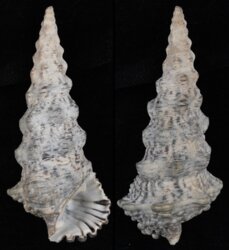 Cerithium nodulosum