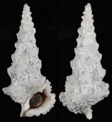Cerithium nodulosum
