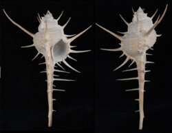 Murex tenuirostrum