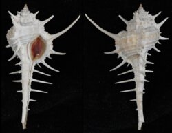 Murex falsitribulus