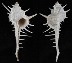 Murex falsitribulus
