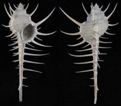 Murex altispira