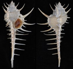 Murex altispira