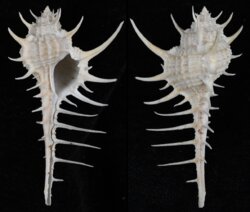 Murex altispira