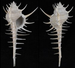 Murex altispira