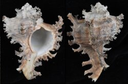 Chicoreus ramosus