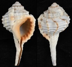 Ranularia encaustica