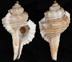 Cymatium tripus