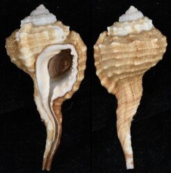 Ranularia pyrulum