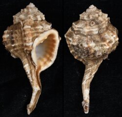 Cymatium gutturnium