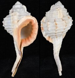 Cymatium gutturnium