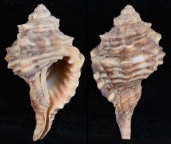 Cymatium trilineatum