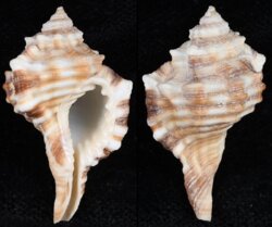 Cymatium trilineatum