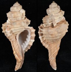 Ranularia sarcostoma
