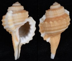 Cymatium cynocephalum