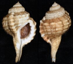 Cymatium cynocephalum