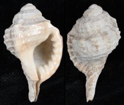 Ranularia encaustica