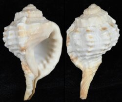 Ranularia encaustica