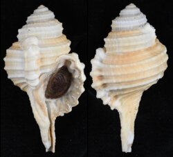 Cymatium cynocephalum