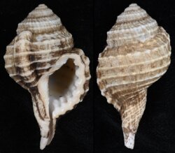Cymatium cynocephalum