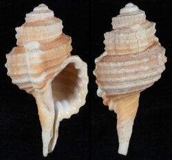 Cymatium cynocephalum
