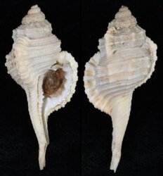 Ranularia sinensis