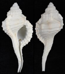 Ranularia sinensis