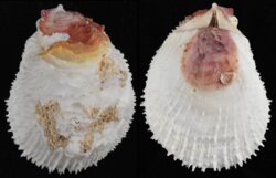 Spondylus varius