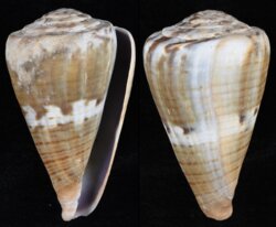 Rhizoconus namocanus