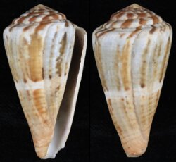 Rhizoconus namocanus